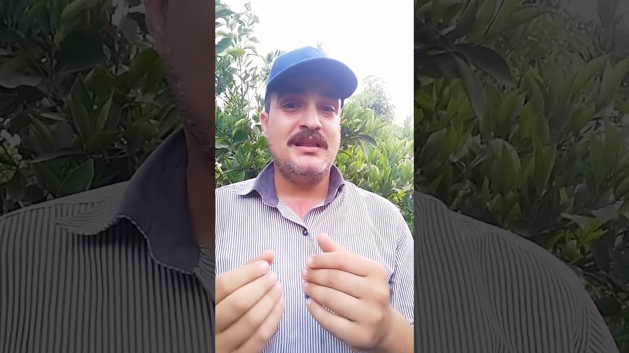 اسباب ذبول الاشجار (الذبول المؤقت  والداىم  لاشجار وكيفية التفرقه بينهم)