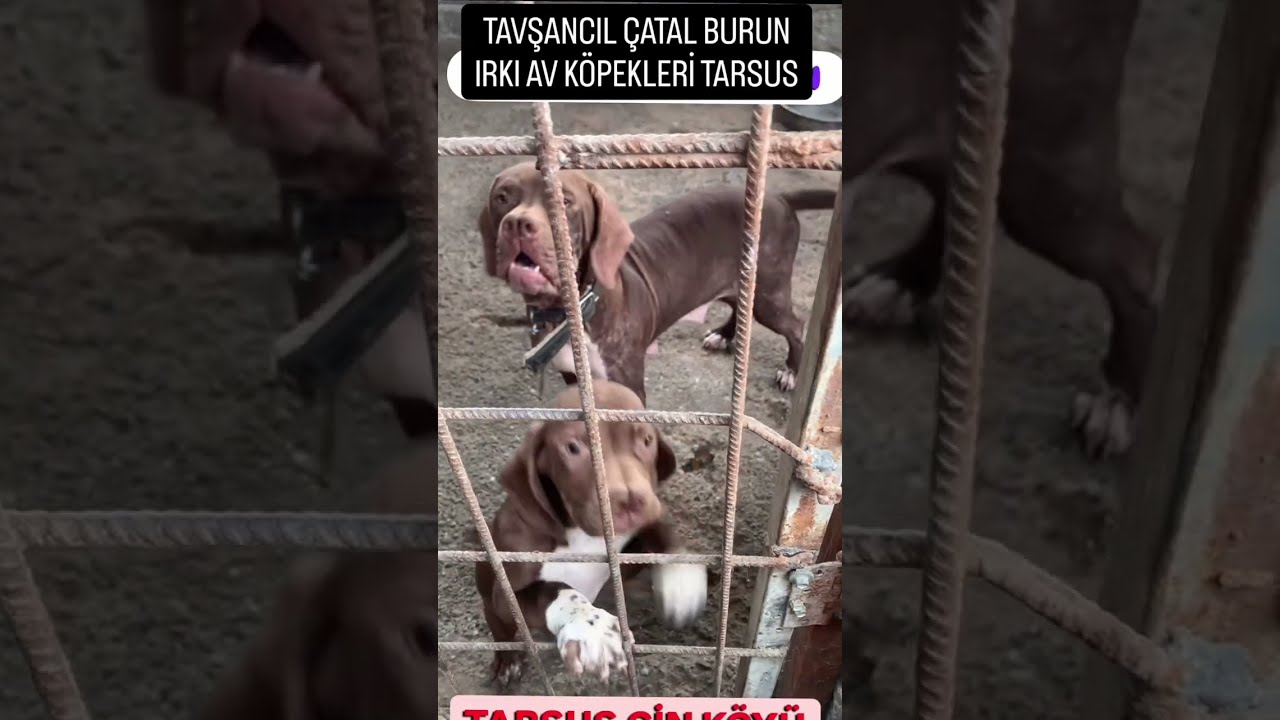 Tarsus &Ccedil;atal Burun Tavşancıl Av K&ouml;peği.
