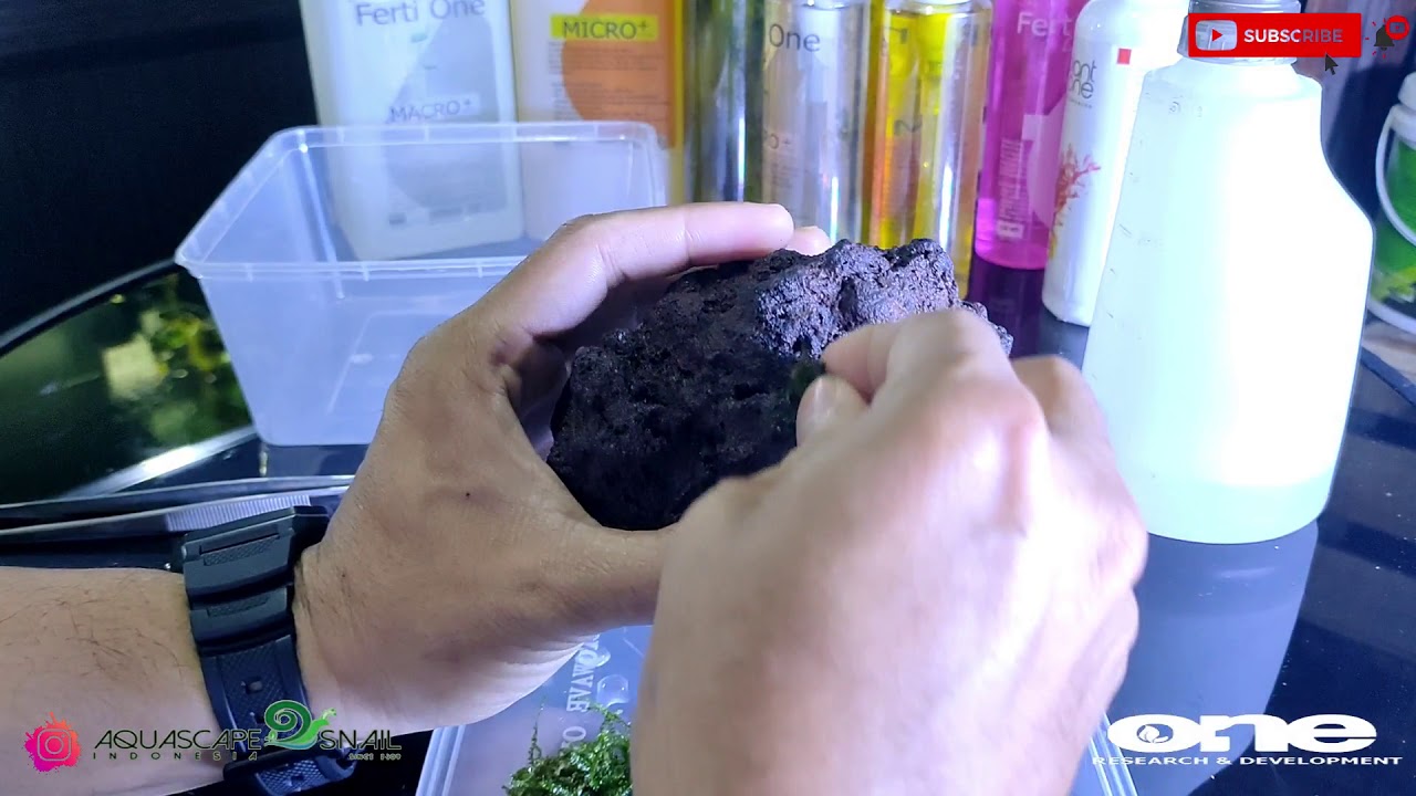 cara Tanam moss para master (di gesek,di cacah atau di blender .... ???  )  