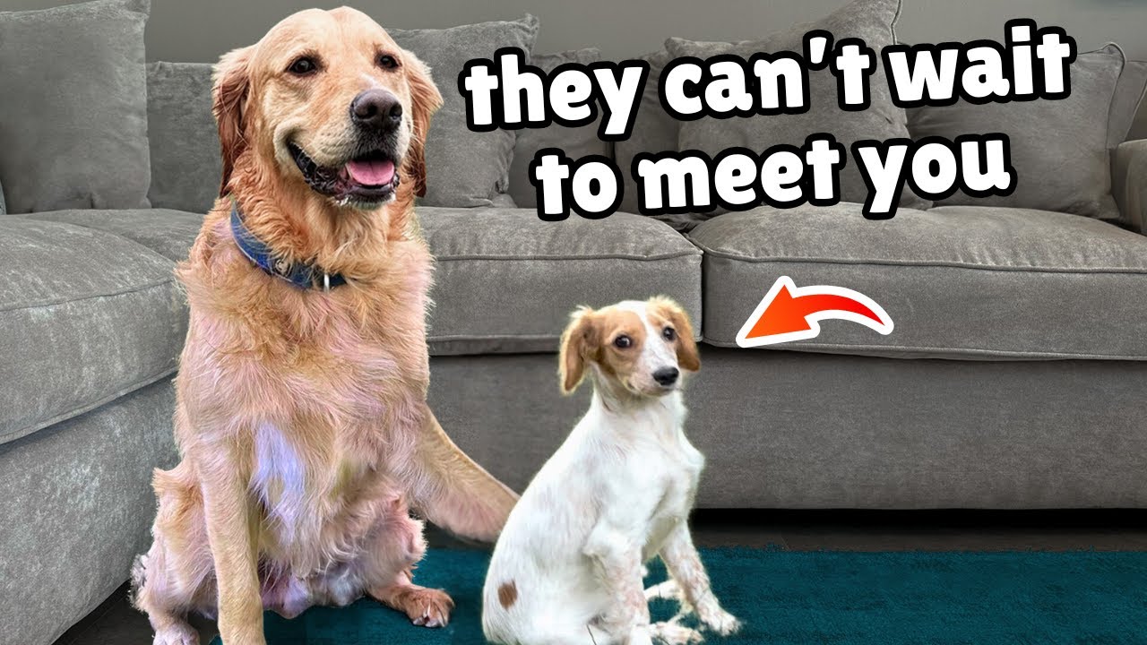 Golden Retriever Helps this Abandoned Puppy Find New Home