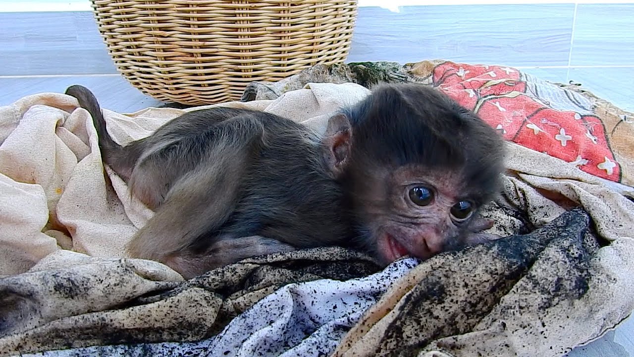 Dad saved a new baby monkey from villager live in forest.