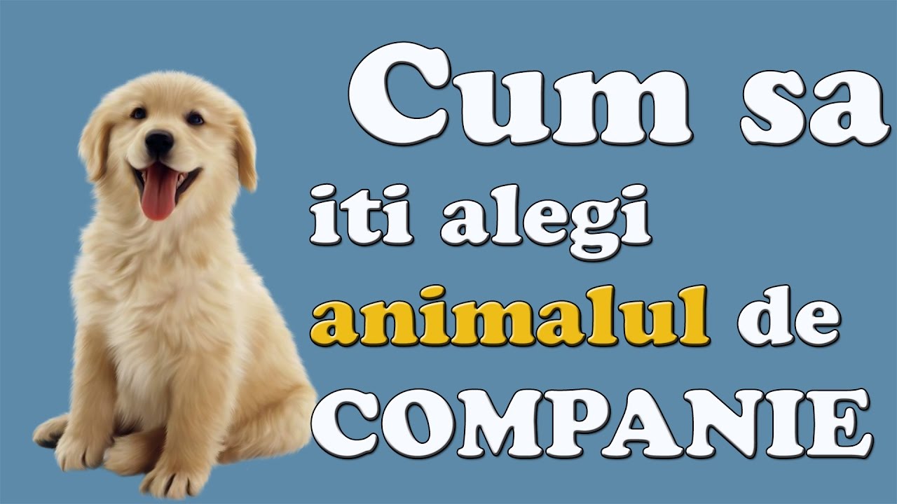 Cum sa iti alegi animalul de companie