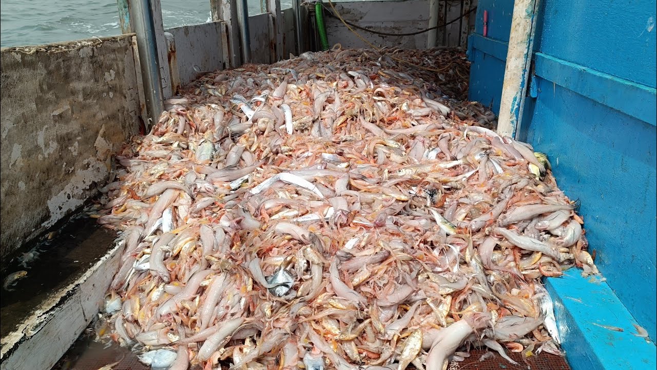मासेमारीचा पहिला दिवस 2025. First day of fishing. Mumbai India fishing