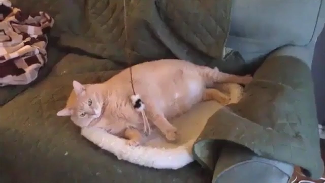 Dank WebM Compilation #62