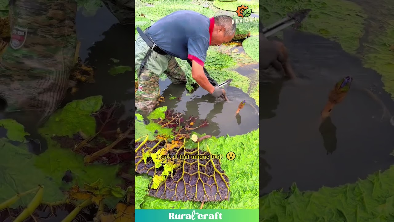 This Is How They Harvest Water Caltrops! #tool #harvest #unusual