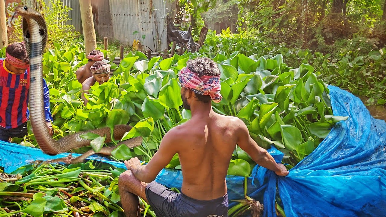 Risky But Real 🤯! Fearless Santali Boys Catch Fish in a Dangerous Jungle Stream | Unbelievable Skill