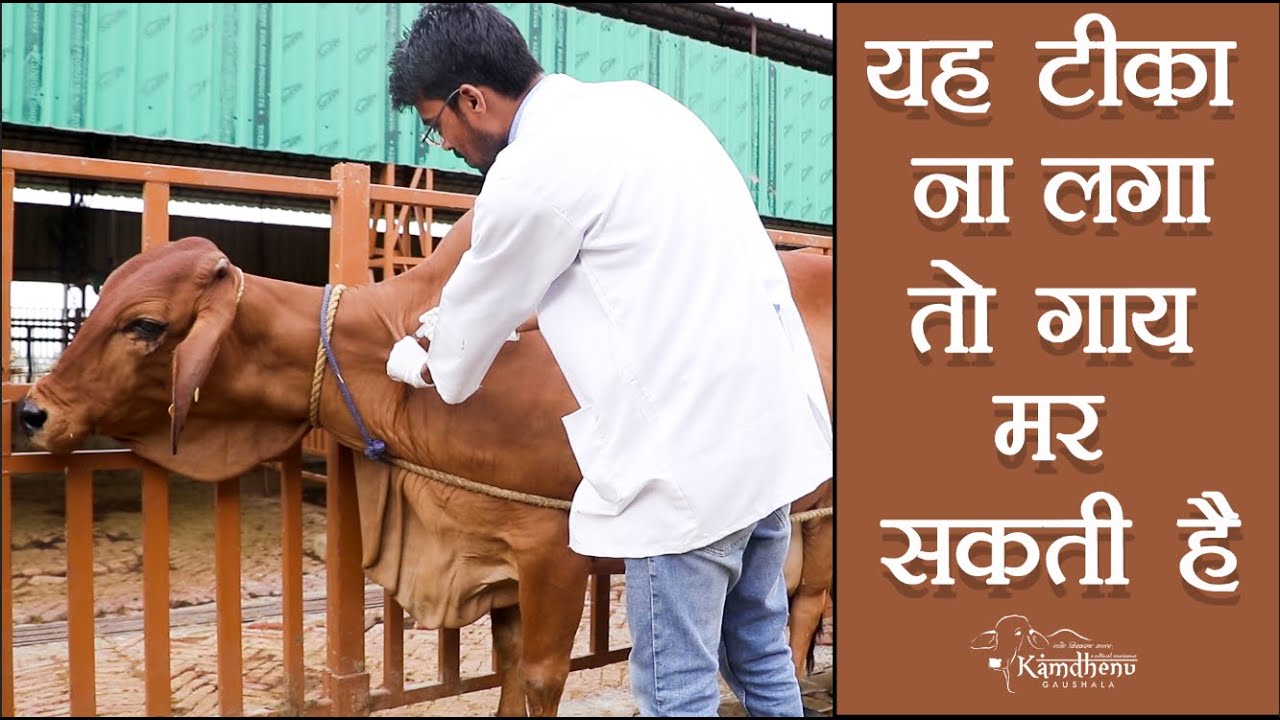 यह टीका ना लगाया तो आपकी गाय मर सकती है | HS Vaccine | Best Sahiwal Cow | Kamdhenu Gaushala | KGSG