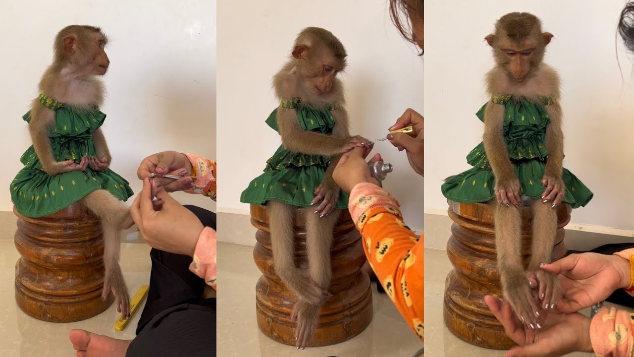 Monkey's Nails Decorated. Monkey Jessi