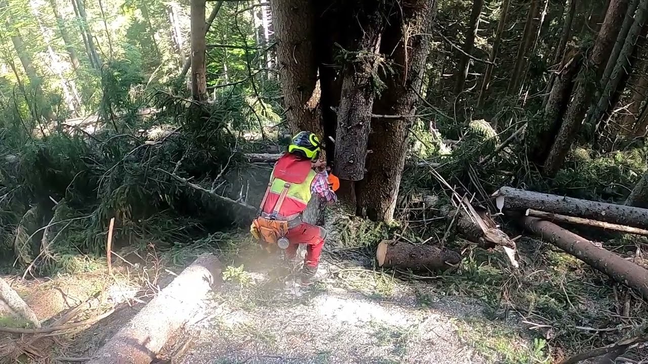 Holzfällen Stihl 400c / vorschneiden für Seilbahn