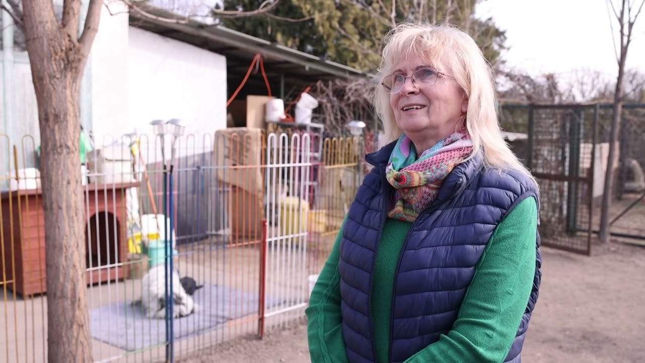 16 idős kutya életét teszi szebbé az Őszpofik Állatmenedék Alapítvány