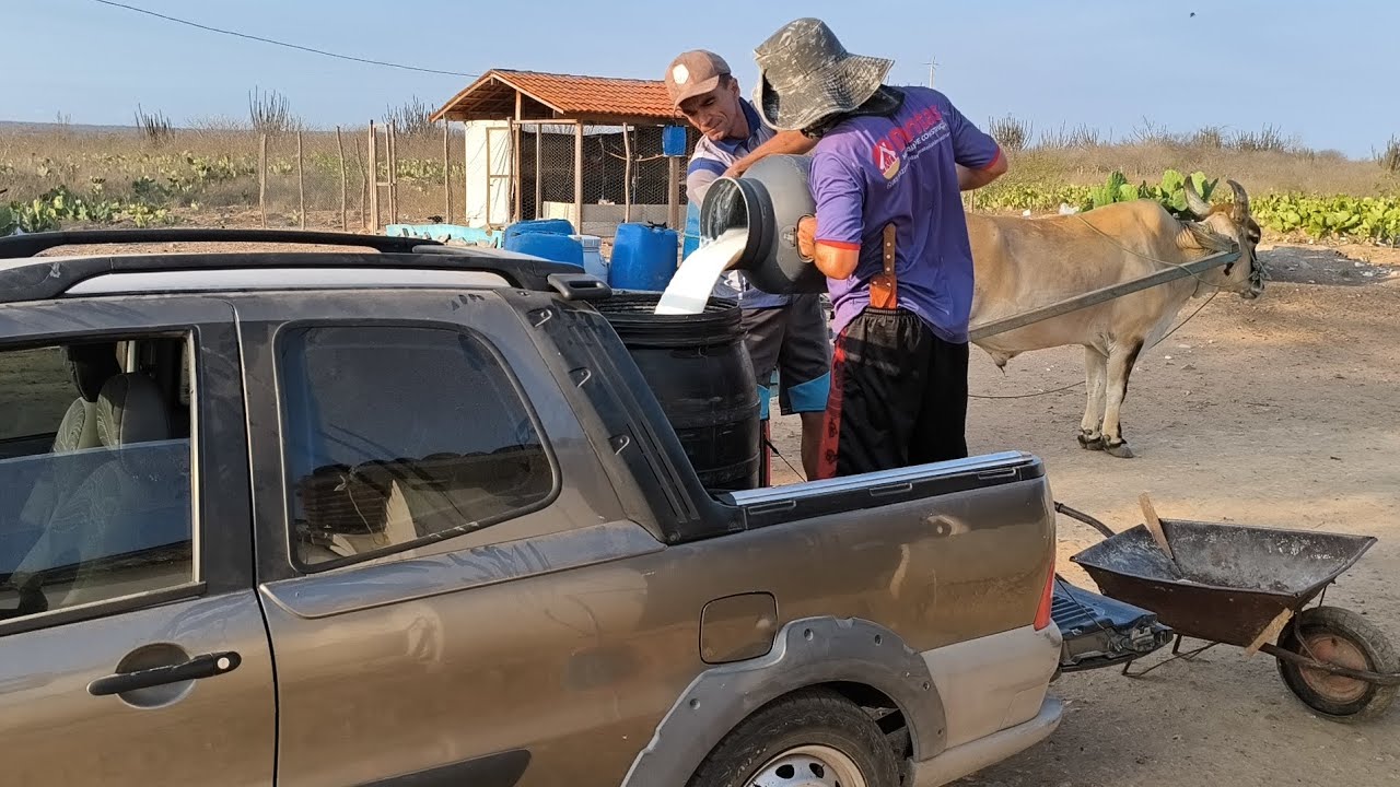 FAZENDA IMPERIANO PRODUZ MAIS DE 200 LITROS DE LEITE PRO DIA E AS VACAS SÓ COMO O BAGAÇO COM PALMA 