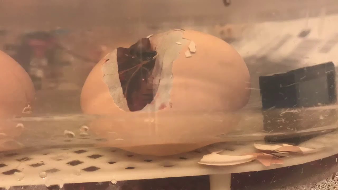 Rescuing a Chick Stuck in Her Shell