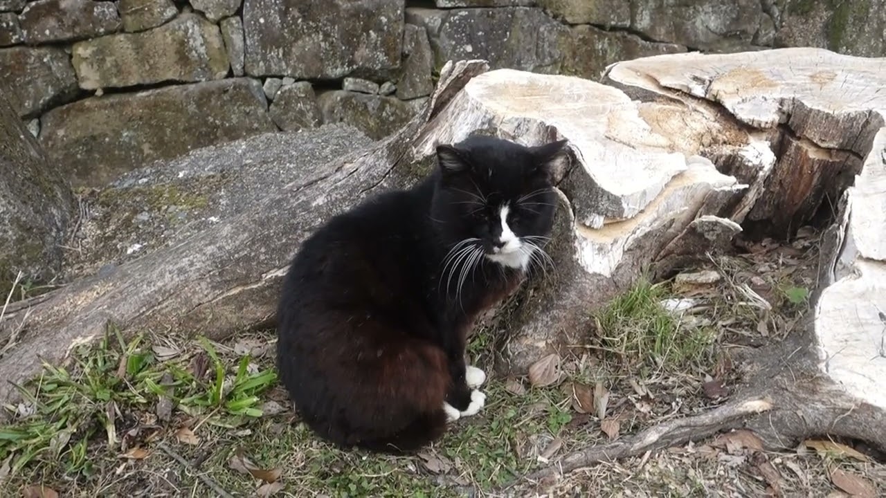 【Cat Video】 meowmeow Happy #cat  #cats  #cute
