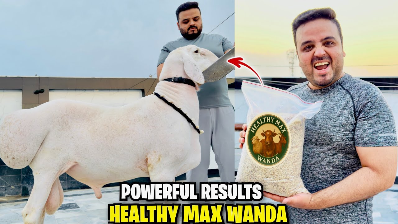 Qurbani Se Pehle Secret Wanda for Bakra, Dumba & Cattle🐐🐄| Healthy Max Wanda ka Asli Faida