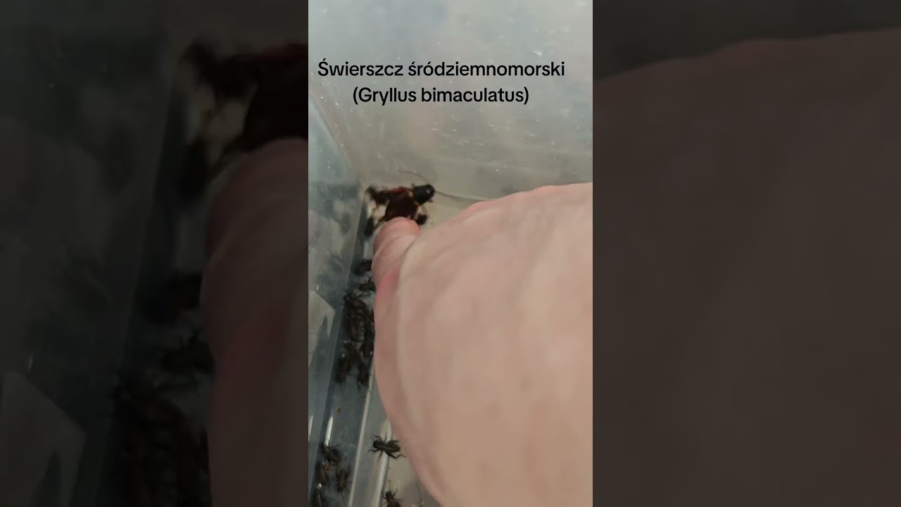 Świerszcz śródziemnomorski (Gryllus bimaculatus) Lepsze świerszcze od innych 
