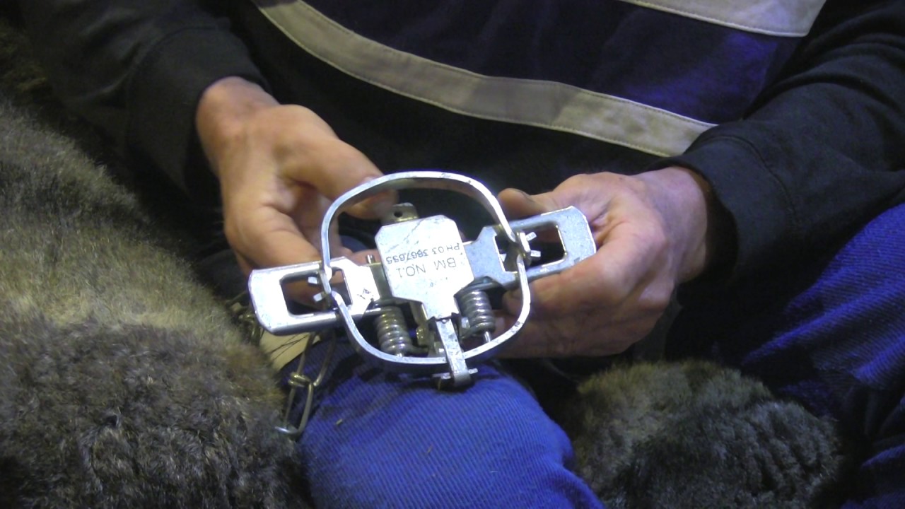 Possum trapping - How to tune leghold traps and brew a killer lure.