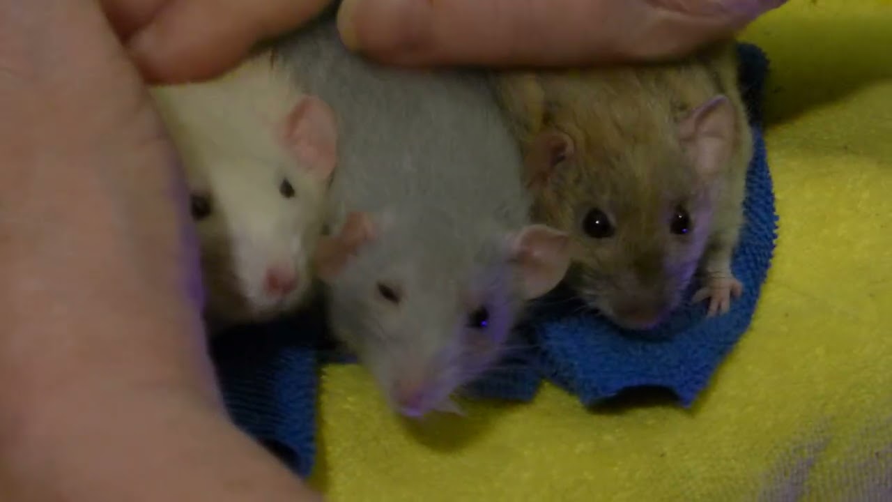 rat avalanche P1020961