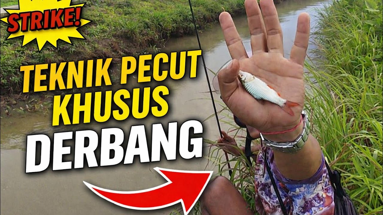 Teknik Pecut Khusus Derbang | Pemula Wajib Coba🎣🎣