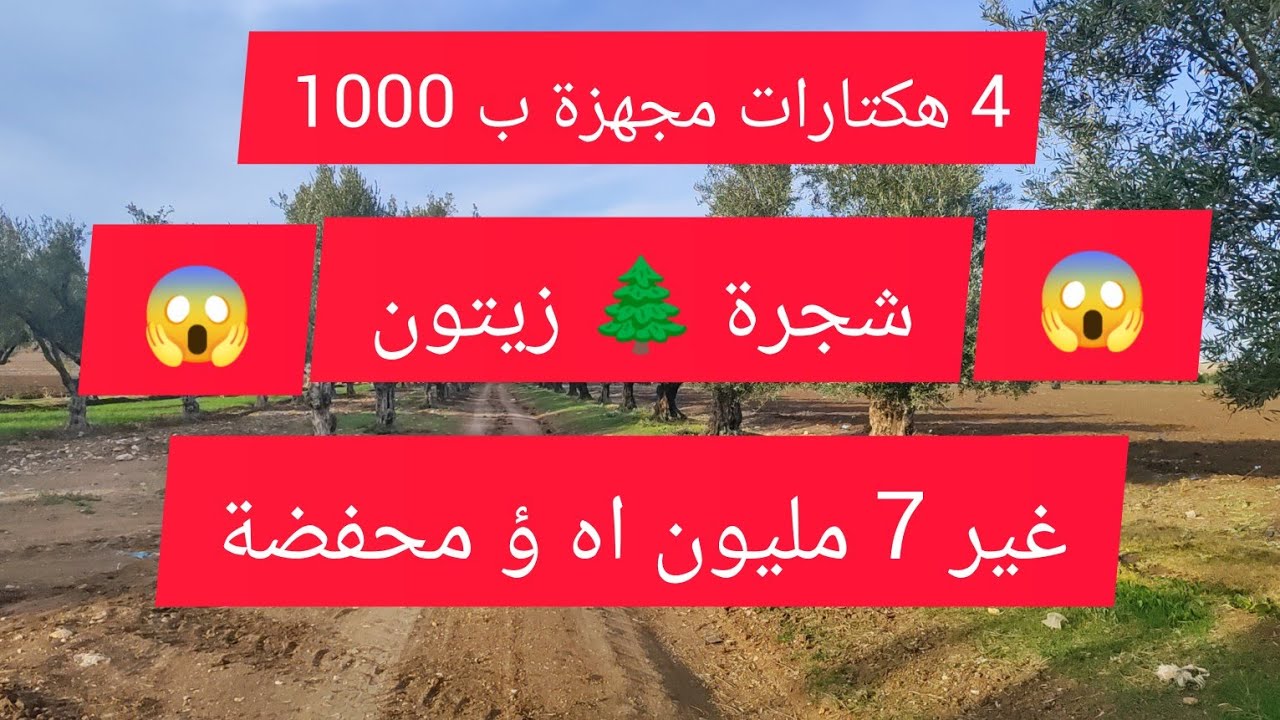 أرض فلاحية مساحتها 4 هكتارات فقط 7 مليون مجهزة بشجار زيتون تقريبا 1000 شجرة 🌲 زيتون ومجهزة بإر لسقي