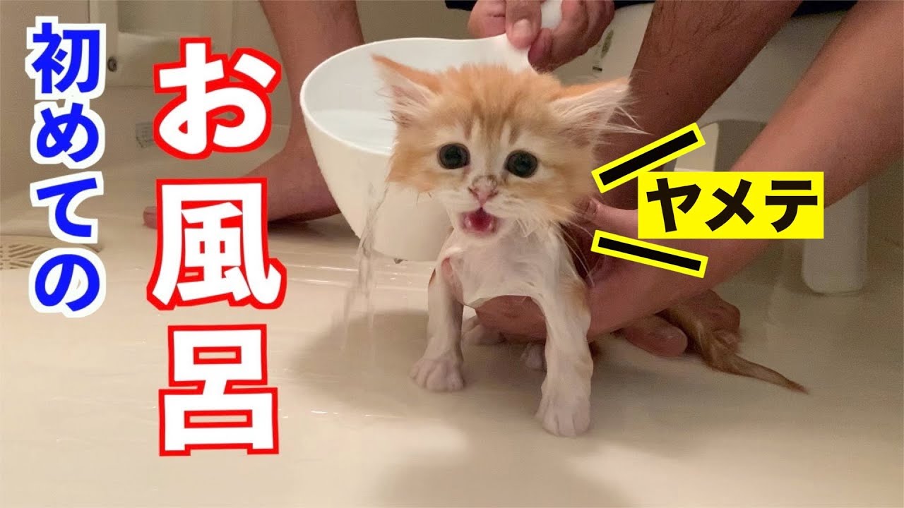 【号泣】生まれて初めてのお風呂に泣き叫ぶ子猫(マンチカン)/Kitten taking a bath for the first time in r life (Munchkin)