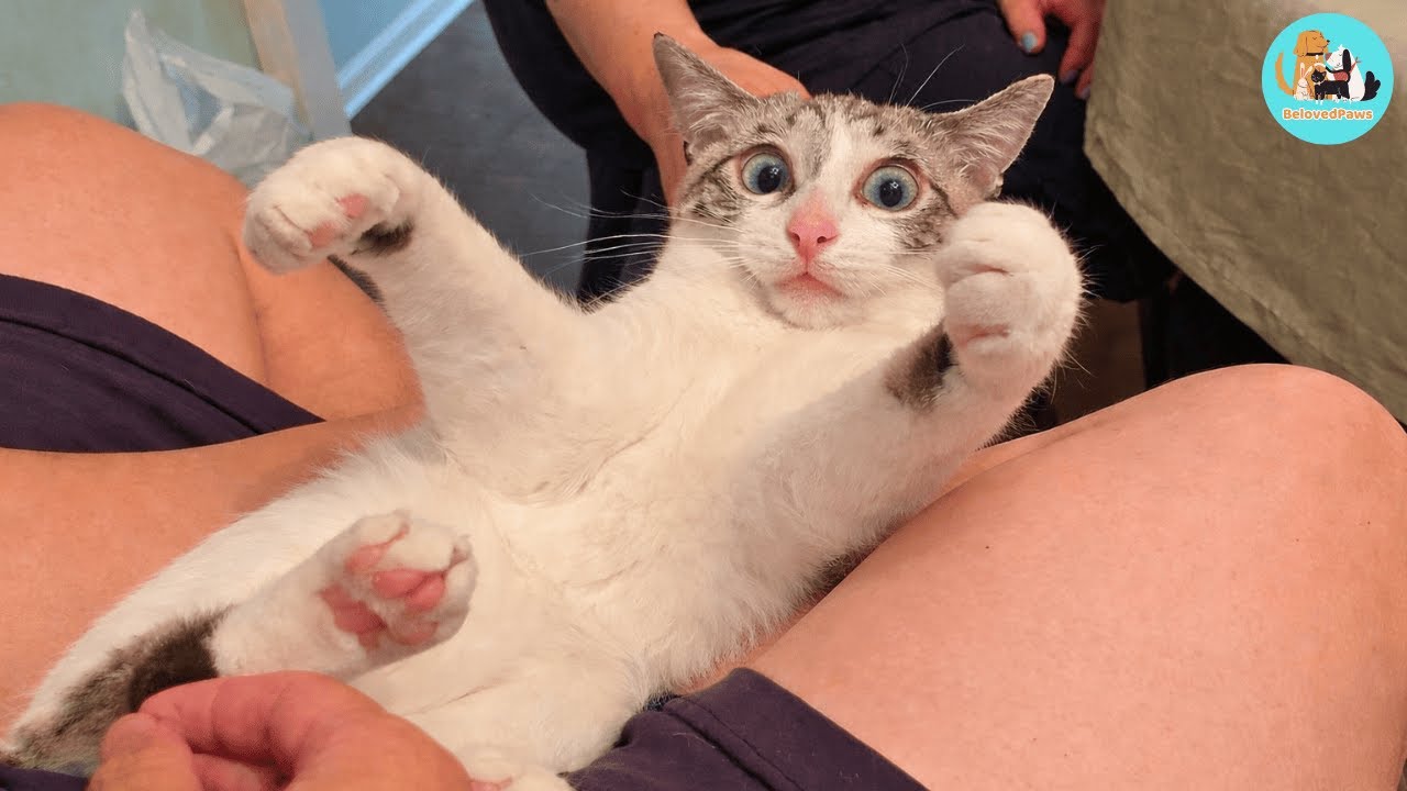 They Found a Kitten Under a Car After Work — Then Everything Changed