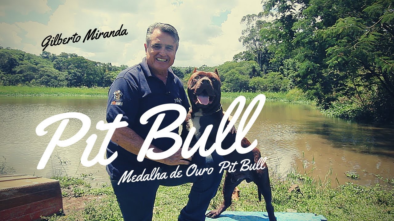 Pit Bull