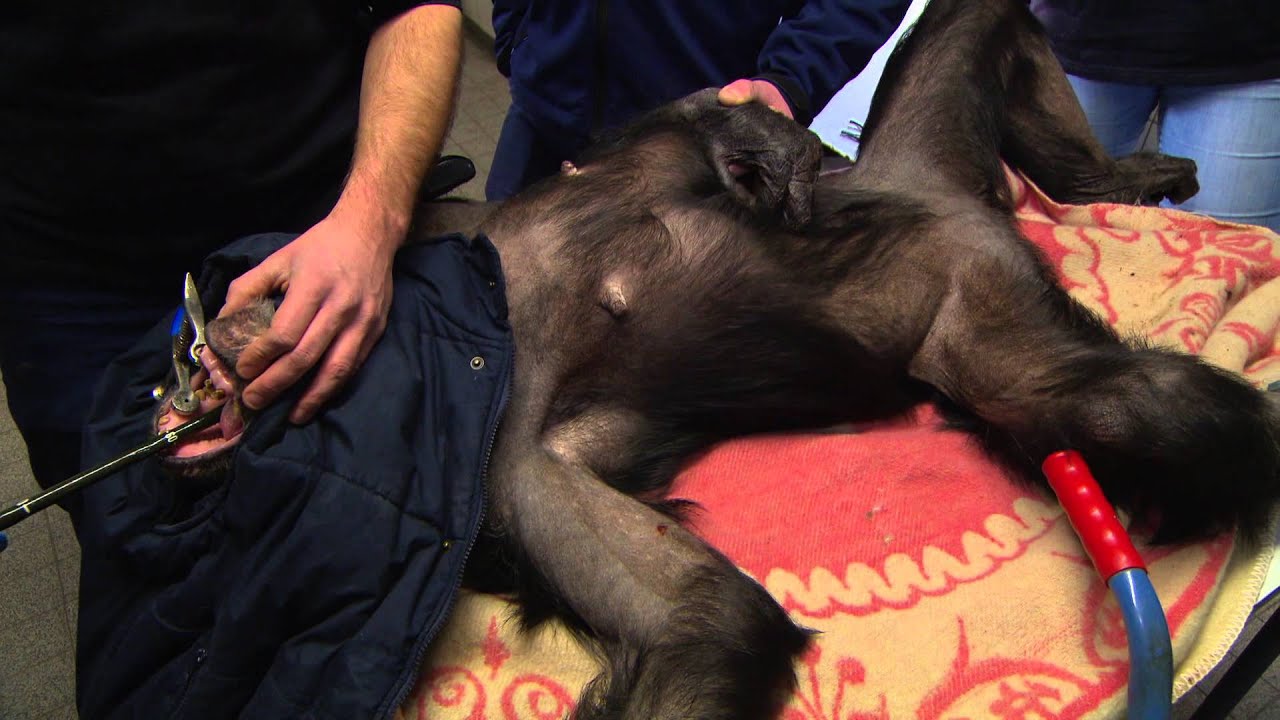 De op één na oudste chimpansee gaat onder narcose | Burgers' Zoo Natuurlijk | Arnhem