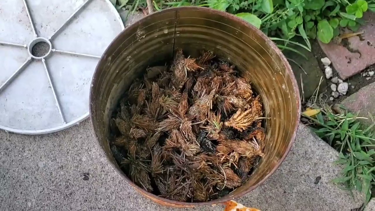 What's Wrong with my Spruce Trees?  I've got Some Answers!