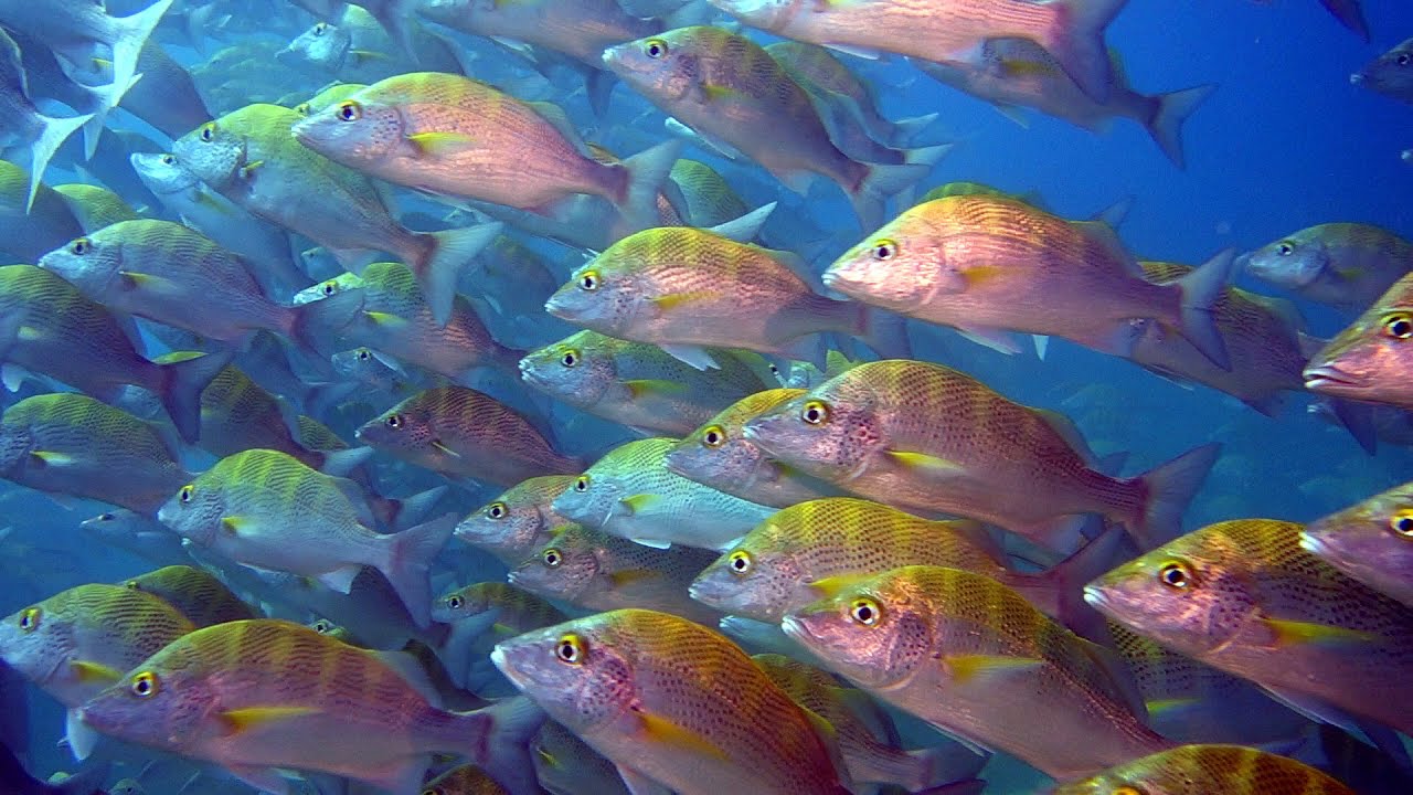 The Cabo Pulmo Wreck SCUBA Dive - A Lifetime's Worth Of Fish