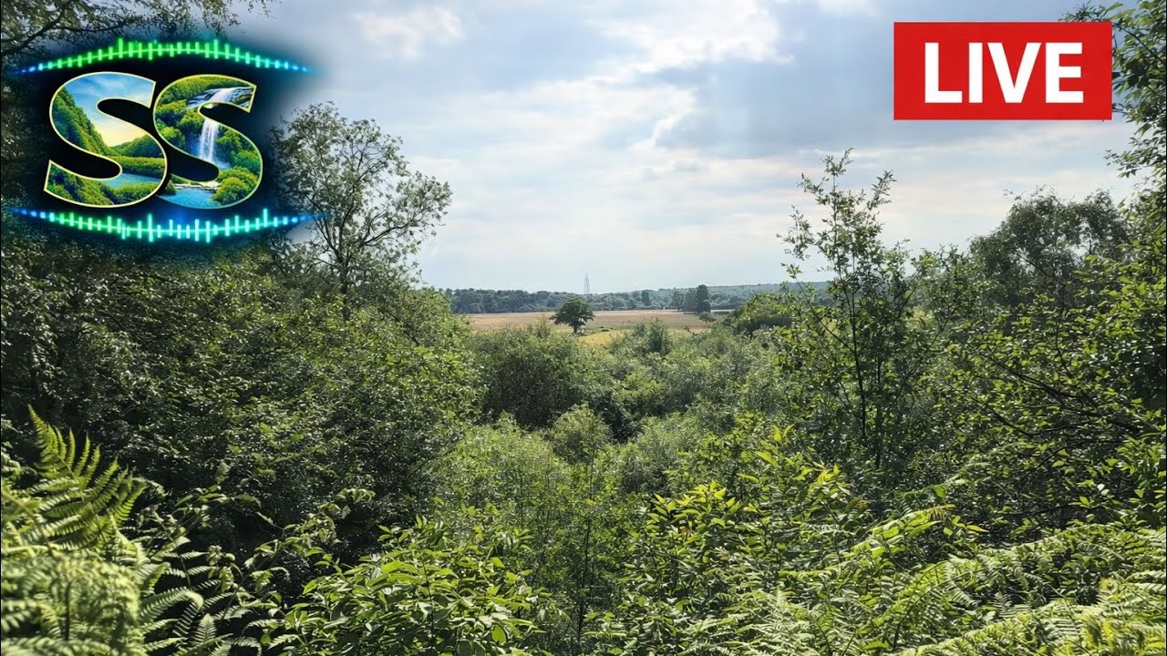 Surrounding Sounds - Garsons (Esher) #calm #meditation #nature #naturesounds (My Number 1 Spot) 