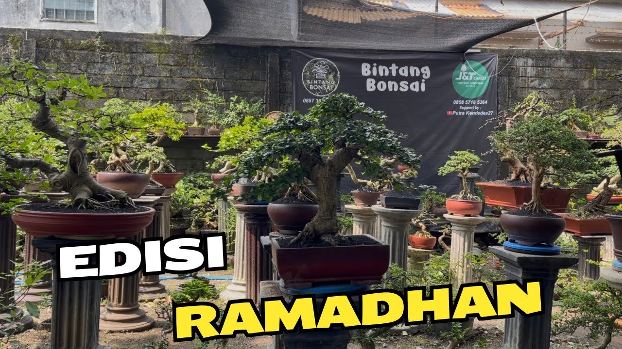 Review Harga Bonsai Edisi Ramadhan