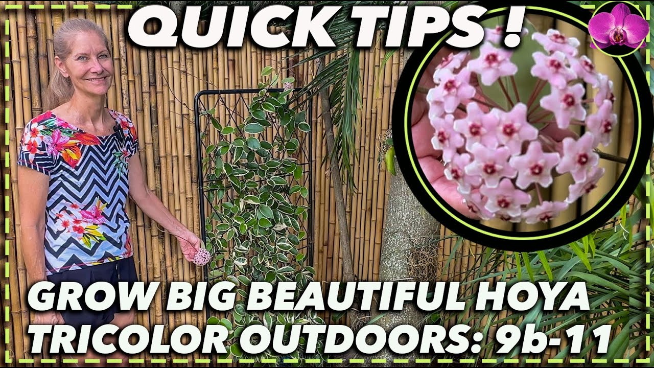 GROWING HOYA TRICOLOR OUTDOORS: A complete guide