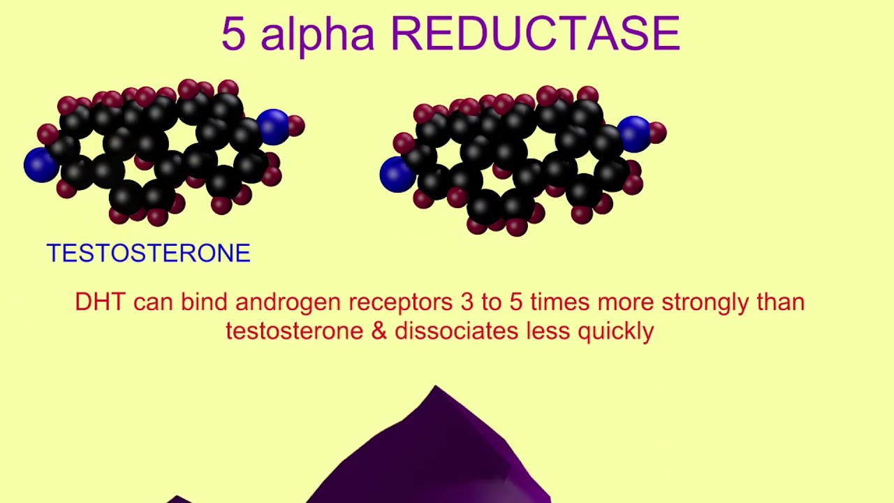 dihydrotestosterone & 5 alpha reductase