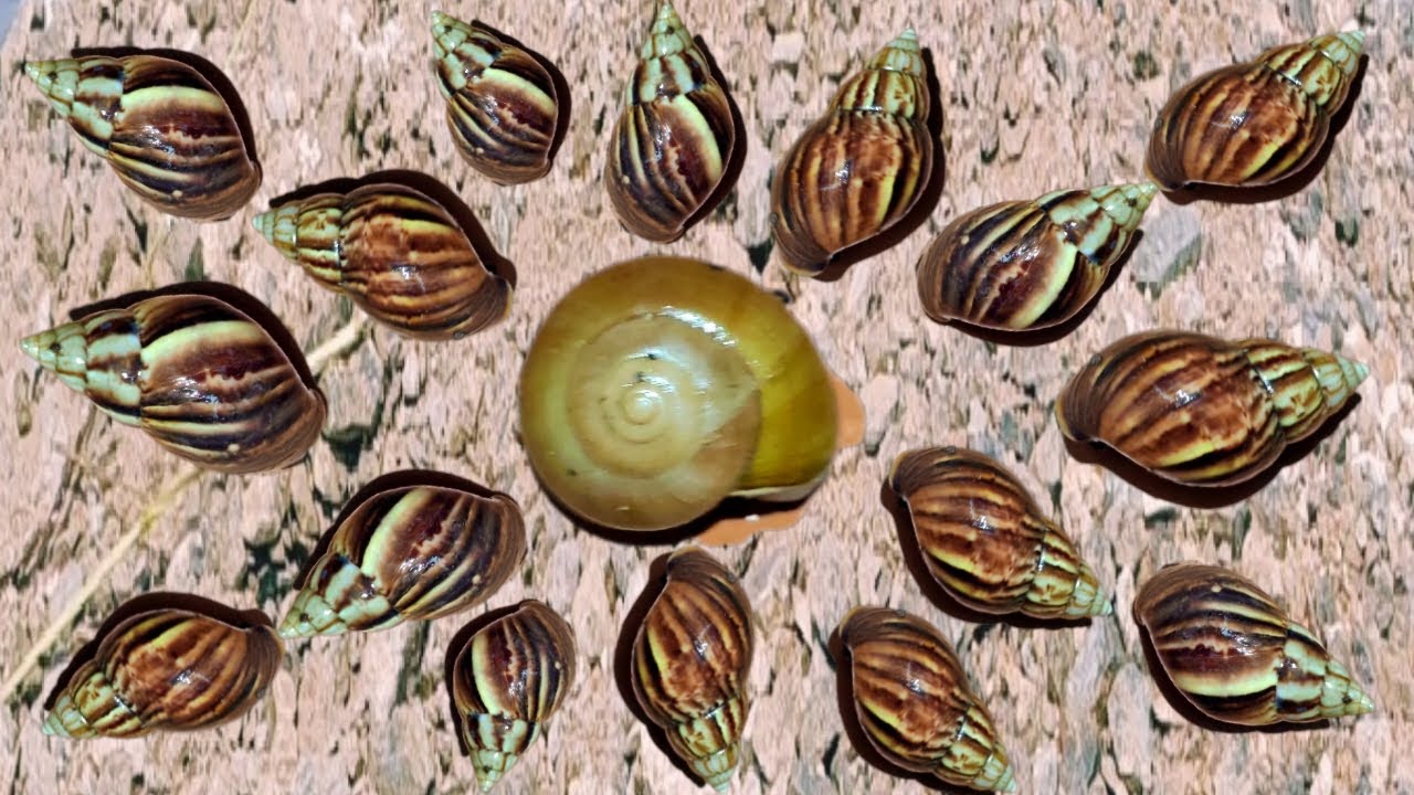 😲 Strangest Thing Ever! Snails Gathering Together Like Never Before!
