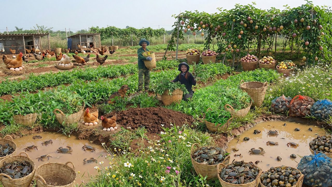 Relax With Harvest: Snails, Crabs, Chicken Eggs, Passion Fruit, Wild Purslane, Bananas...