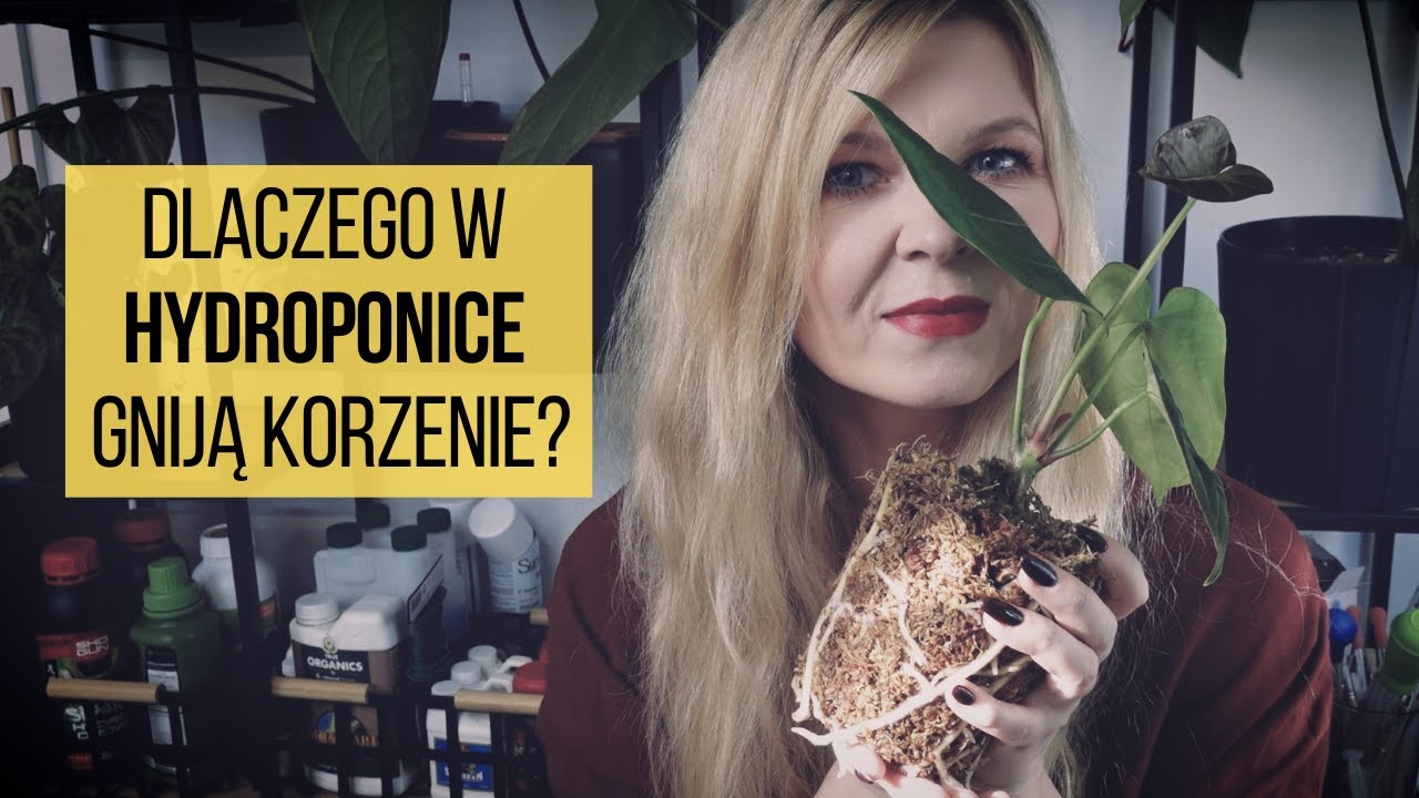 Dlaczego w hydroponice gniją korzenie?