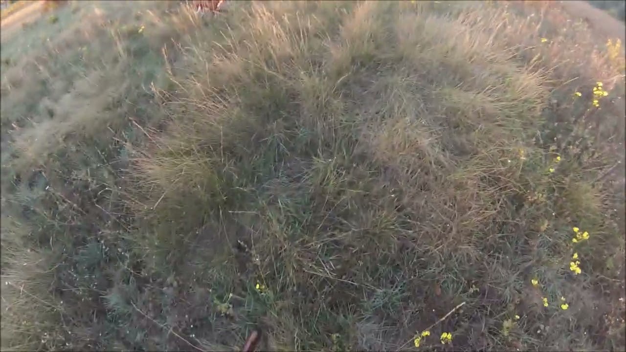 Chasse au chien d’arrêt, munsterlander