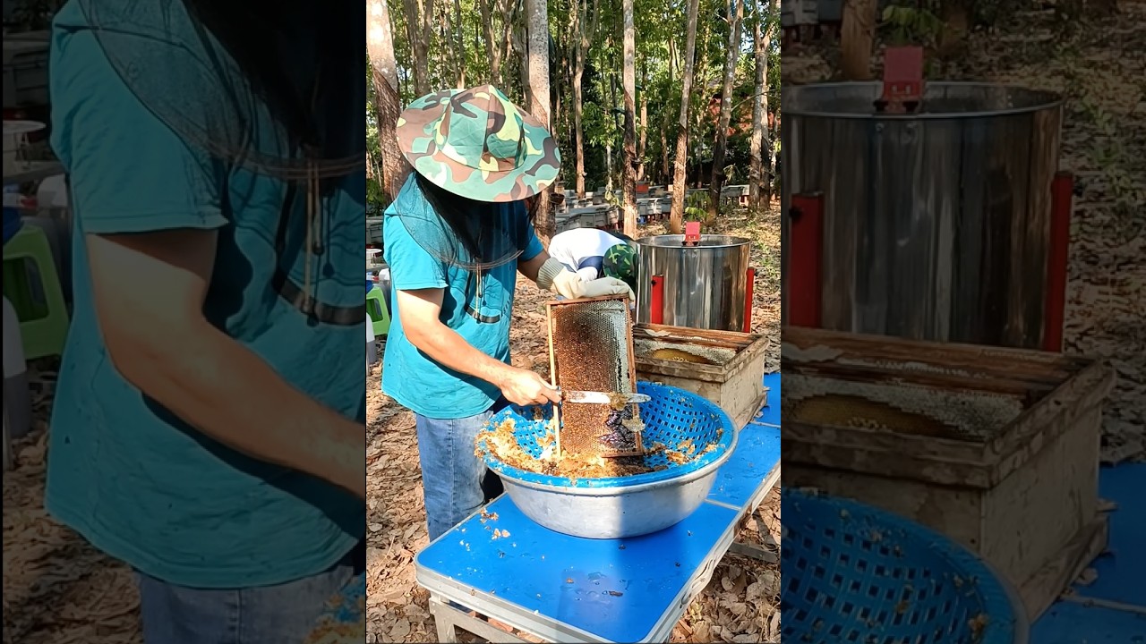 Harvesting Fresh Raw Honey From Our Beehives