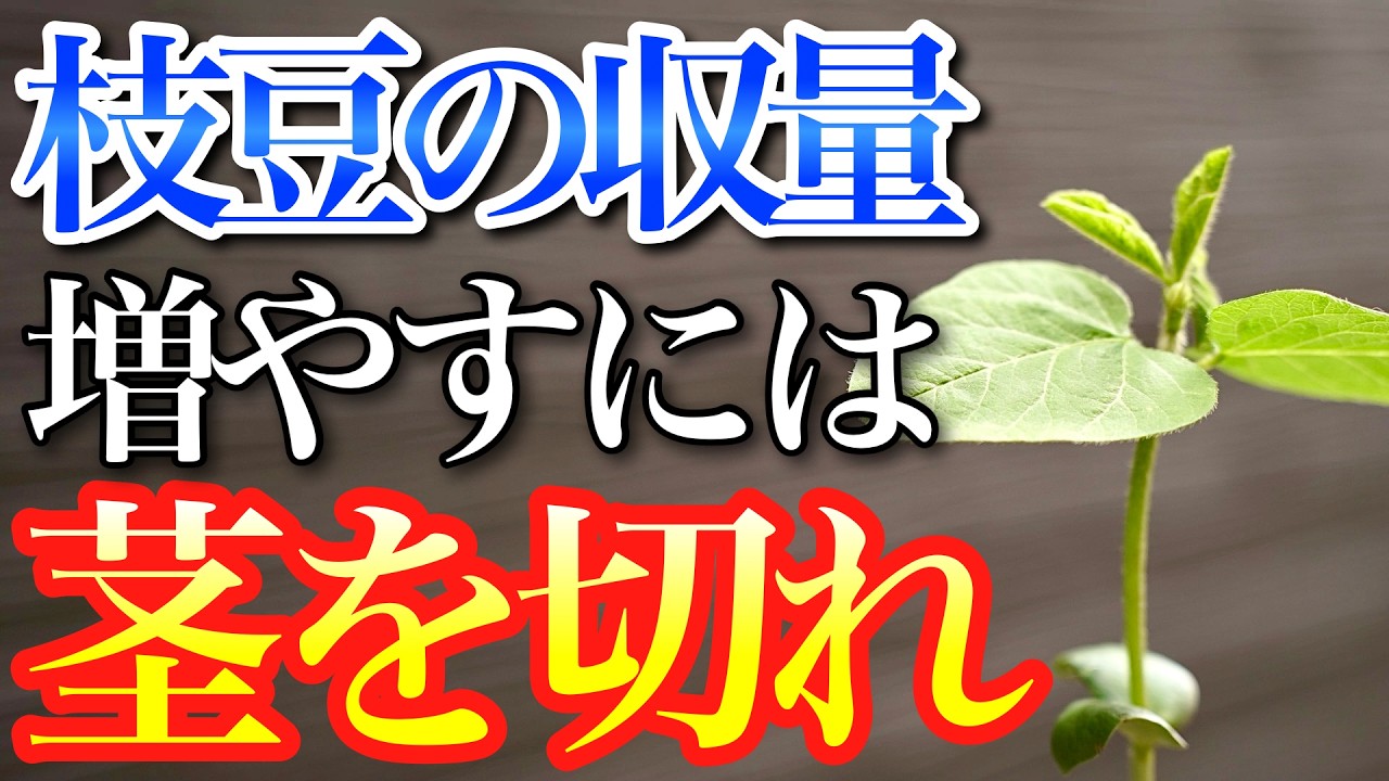 【枝豆】収穫量を2倍にする裏技を伝授します