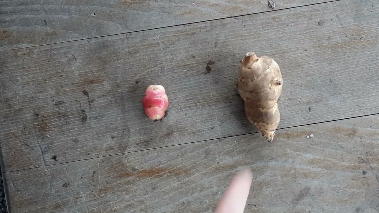 L&eacute;gumes faciles au potagers pour l'autonomie alimentaire. H&eacute;lianthis et oca du p&eacute;rou .