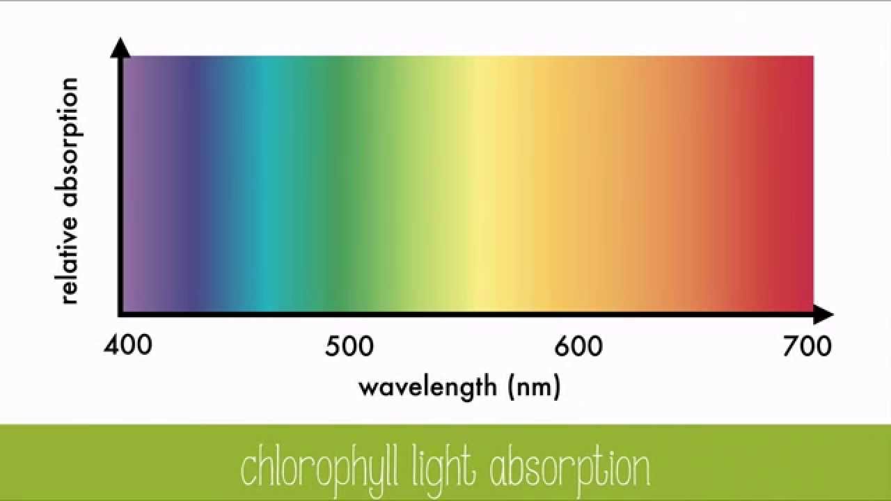 Leaf Pigments and Light