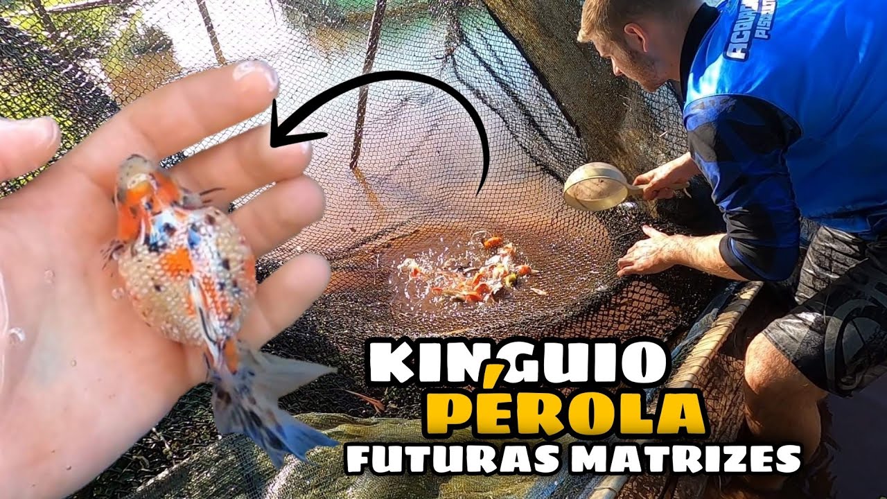 Os PÉROLAS estão enormes !! Muito kinguio mtz