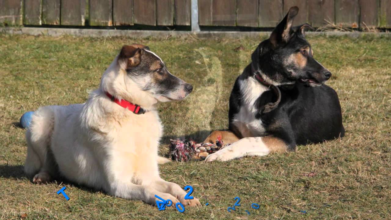 Rüde Toto 2017-2012 Tierheim Freiberg