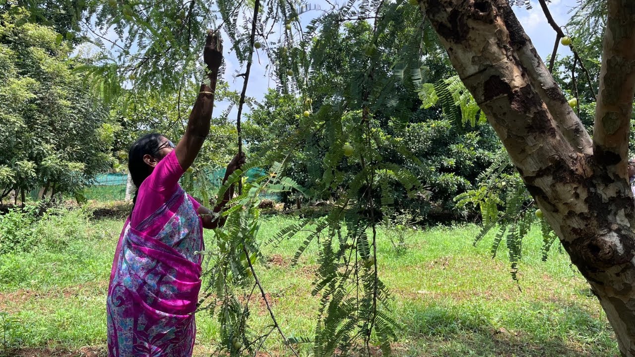 ஆந்திரா ஸ்பெஷல் ஊறுகாய் வகைகள் செய்வோமா!!!