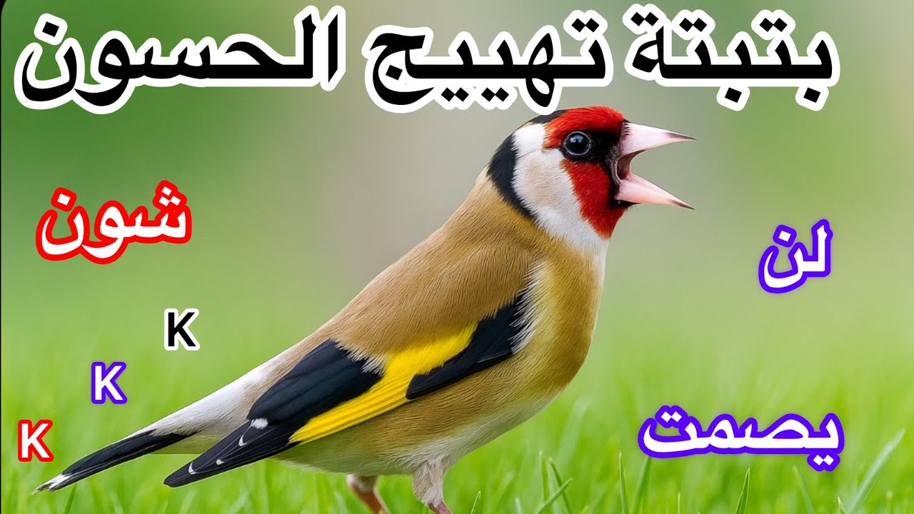 اقوى بتبتة حسون ساكت لتهريج وتغريد المستمر تستسة إحماء لحسون صامت لتفجير حسونك بي شون 