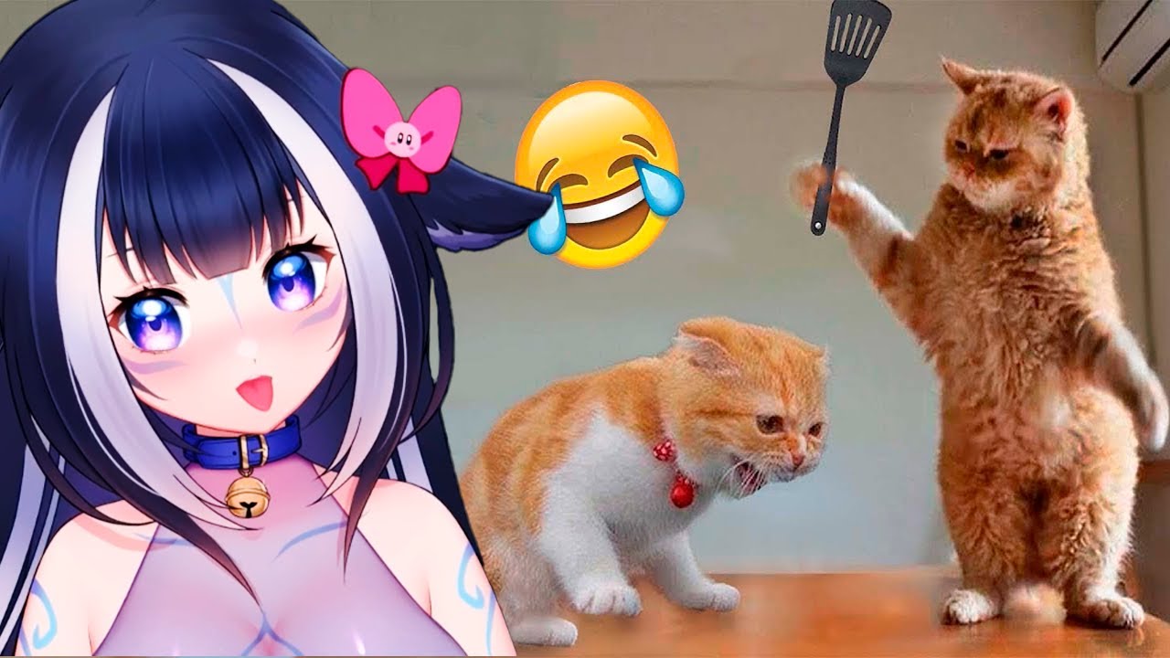 Shylily Reacts To Funniest Cats And Dogs Videos Best Funny Animal Videos 2023 🦐