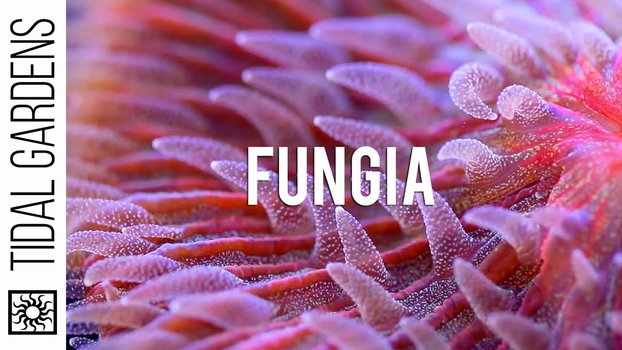 Rare Red and Blue Fungia Plate Coral