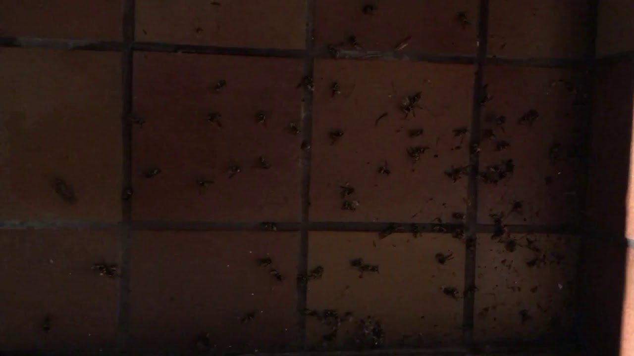 Cockroach Pest Control - Affordable Pest Control Toronto | Get Free Pest Inspection
