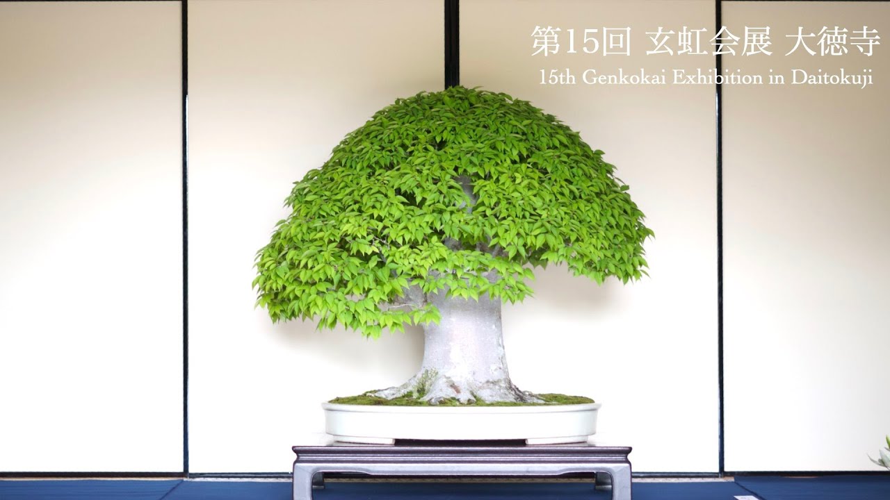 [4K] 第15回 玄虹会展 大徳寺 盆栽展