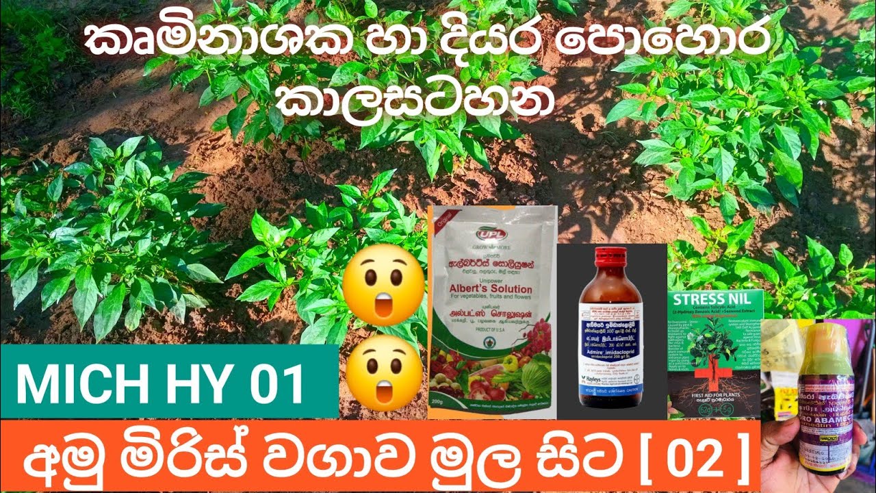 අමු මිරිස් වගාව මුල සිට (02) | කෘමිනාශක හා දියර පොහොර කාලසටහන ✅️ #viral #farming #agriculture 